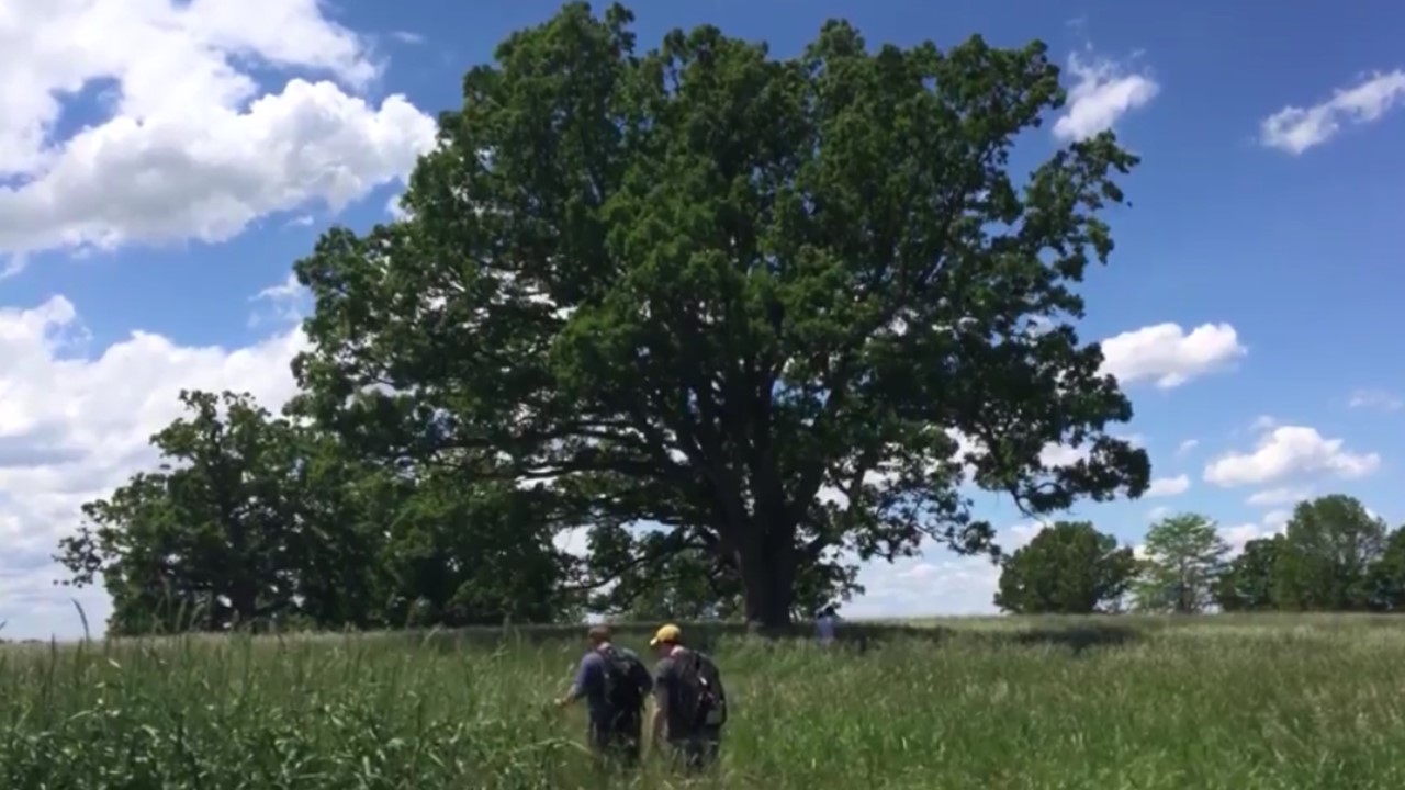 Genesee Valley oak tree