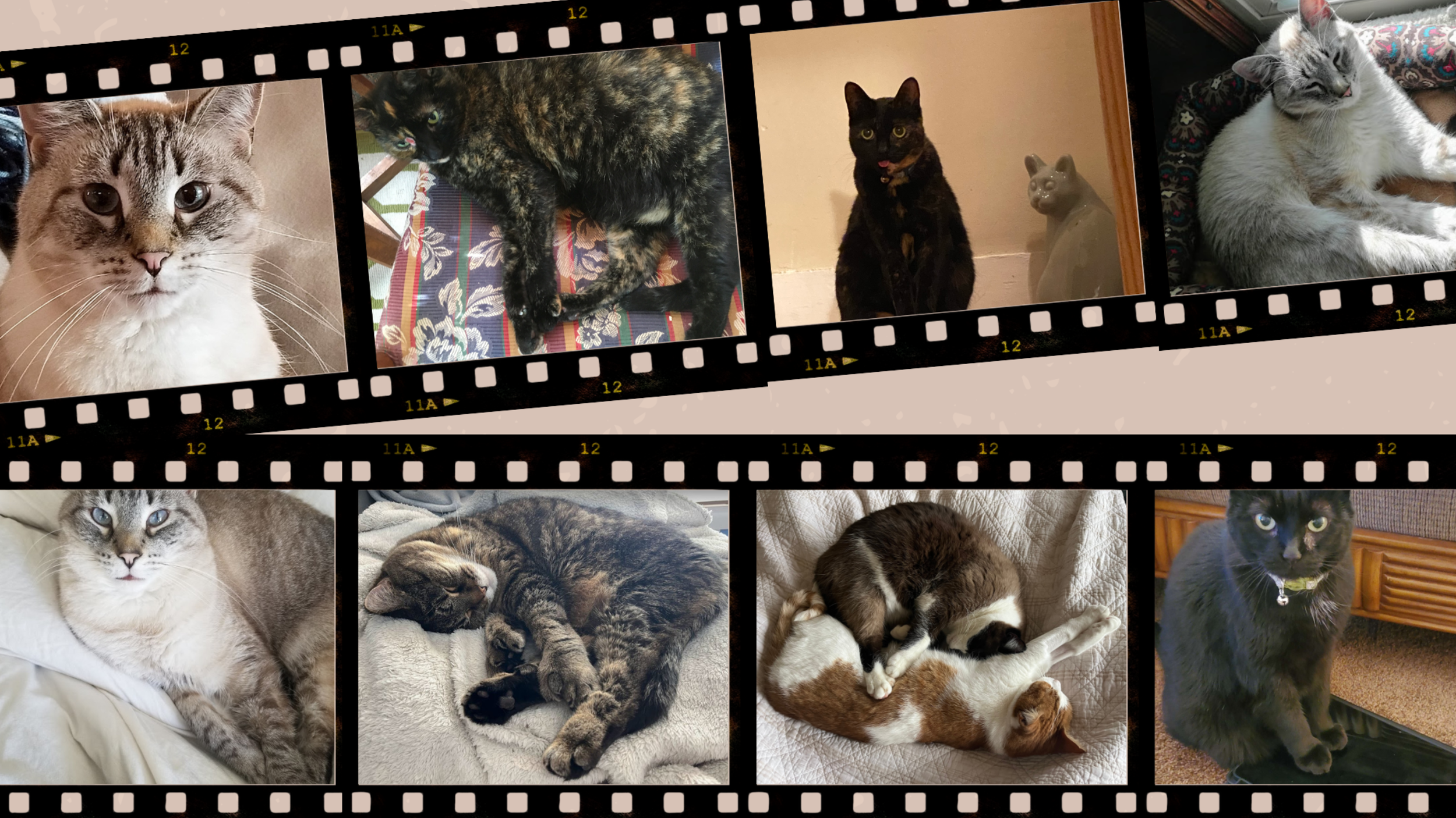 filmstrip collage of cat photos.