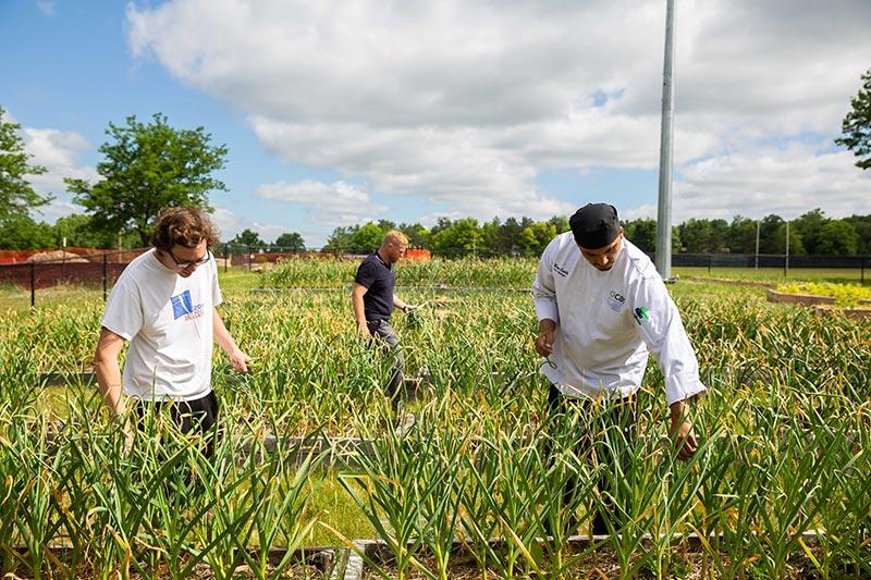 people harvesting crops