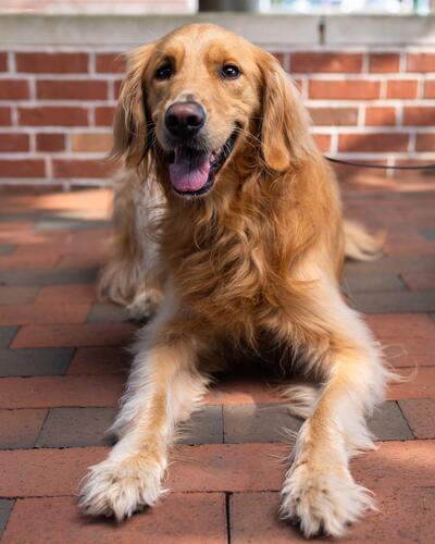 Rose the Therapy Dog