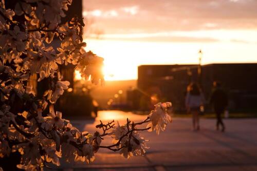 Tree budding at sunset on Geneseo's campus