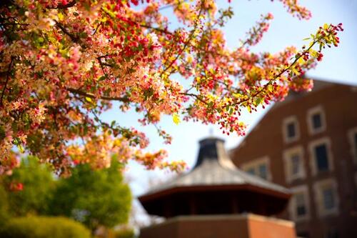 Budding tree in front of the gazebo on Geneseo's campus