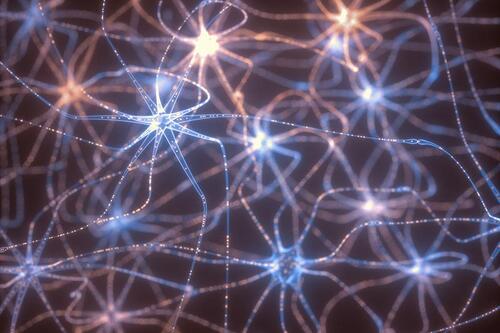 neurons in the brain