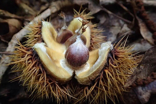 American chestnut