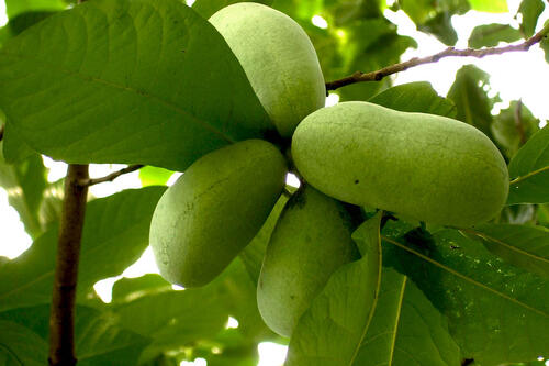 Pawpaw fruit