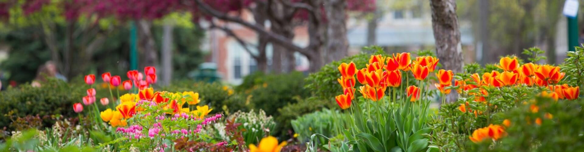 Tulips next to the College Green