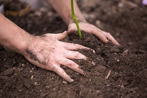 planting 