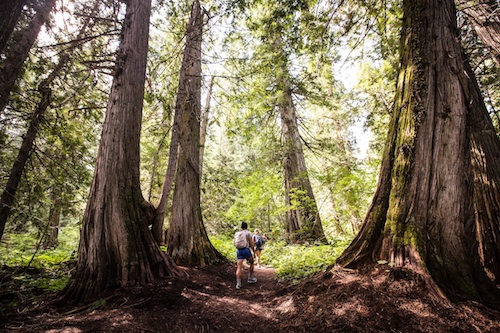 Students hiking in the woods