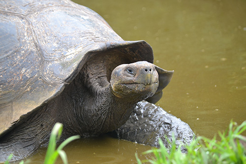 Giant tortoise